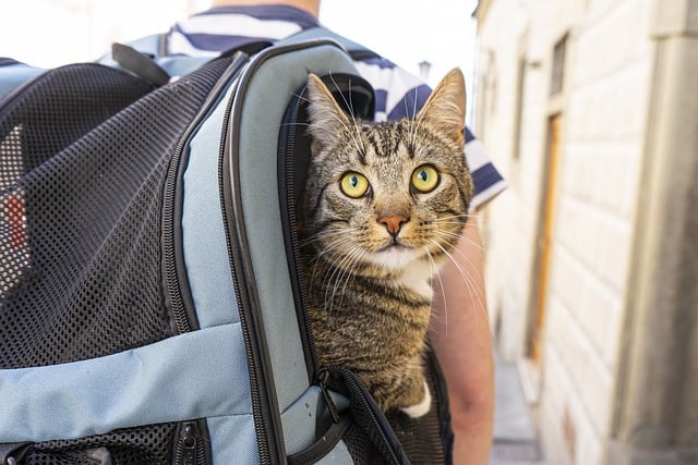 Consigli per ridurre lo stress negli animali durante i voli